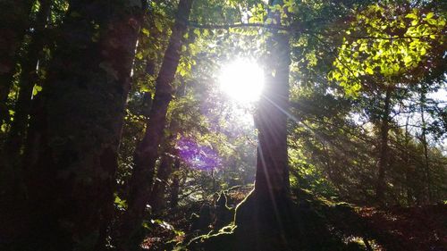 Low angle view of trees in forest