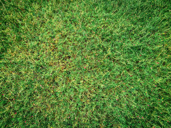 Full frame shot of grass on land