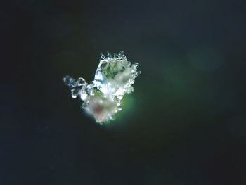 Close-up of water against black background