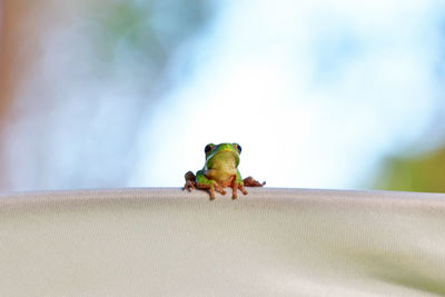 Close-up of a green frog in australia