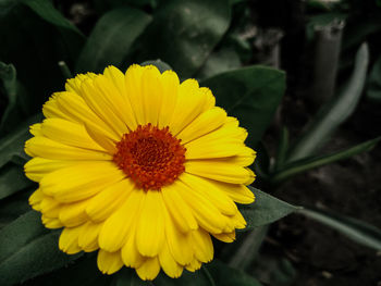 Close-up of sunflower blooming outdoors