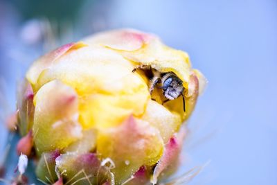 Close-up of apple on plant