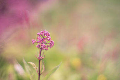 Close-up of pink flowering plant