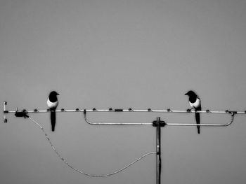 Low angle view of birds perching against sky