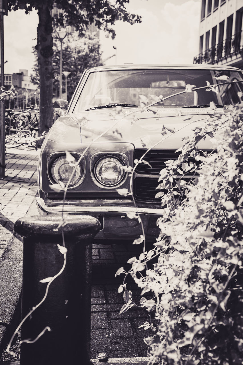 VIEW OF ABANDONED CAR PARKED BY TREES