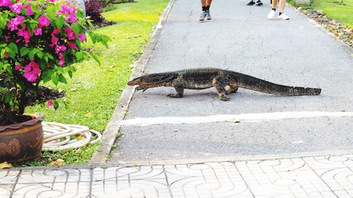 High angle view of lizard on road