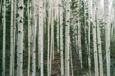 Trees growing in forest