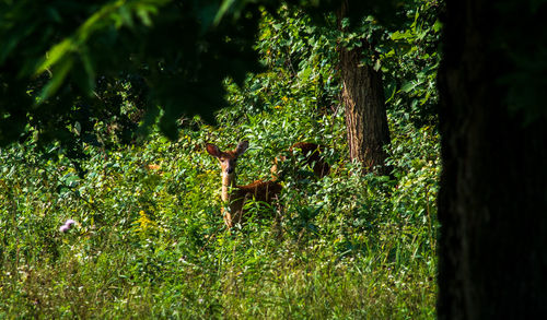 View of deer in forest