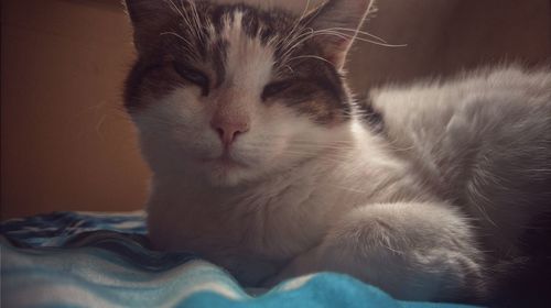 Close-up portrait of cat relaxing at home