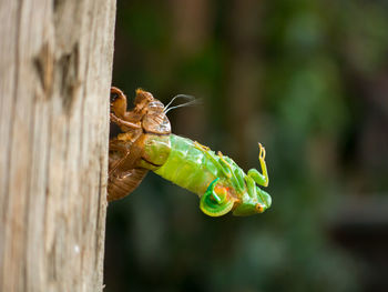 Close-up of insect on leaf