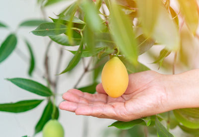 Close-up of hand holding fruit