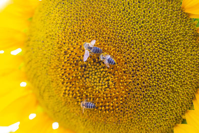 Close-up of bee pollinating on sunflower