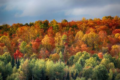 Trees against sky during autumn