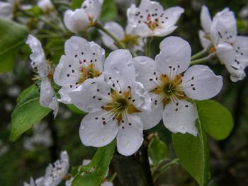 Close-up of white cherry blossoms