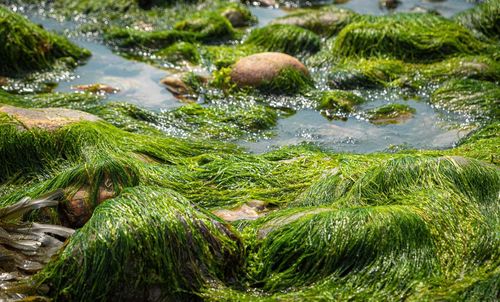 Close-up of moss growing on riverbank