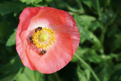 Close-up of insect on red flower