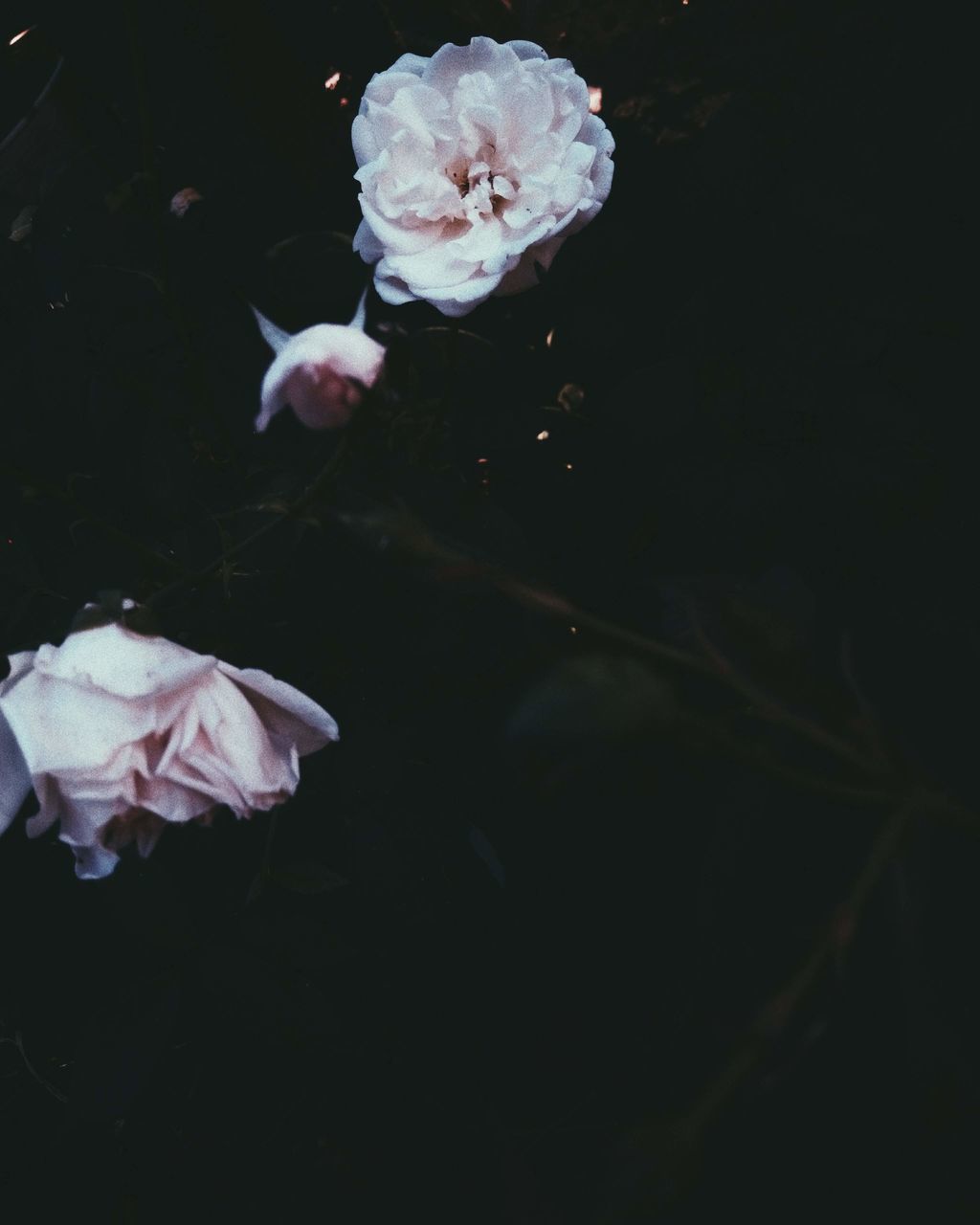 CLOSE-UP OF WHITE ROSE