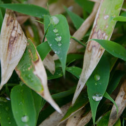 Close-up of water drops on leaf