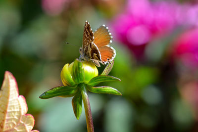 Butterfly on flower bud