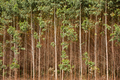 Bamboo trees in forest