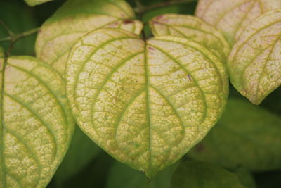 Close-up of fresh green leaf