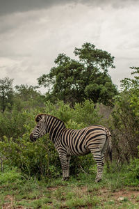 Zebras in a field