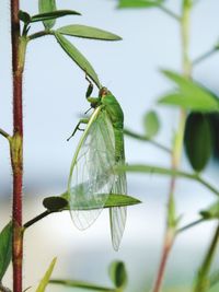 Close-up of green leaves on plant