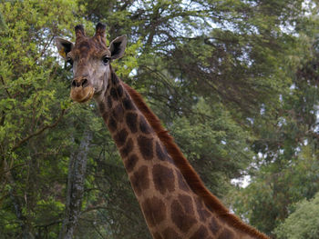 Low angle view of giraffe against trees