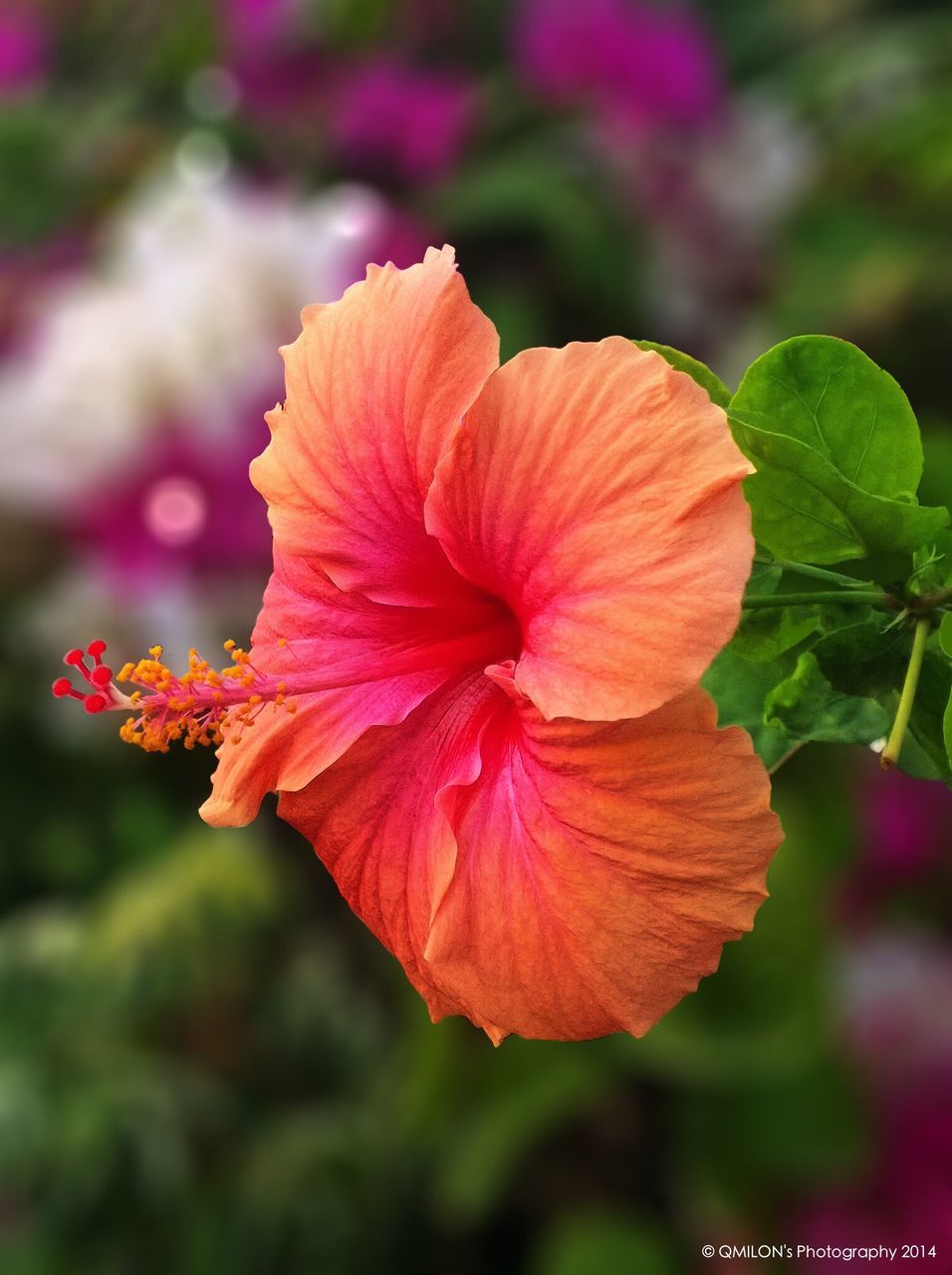 flower, petal, fragility, freshness, focus on foreground, growth, close-up, beauty in nature, flower head, nature, leaf, orange color, blooming, plant, red, season, stamen, park - man made space, day, selective focus