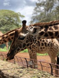 Giraffe in zoo