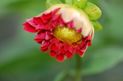 Close-up of flower growing outdoors