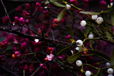 Close-up of pink flowers on branch