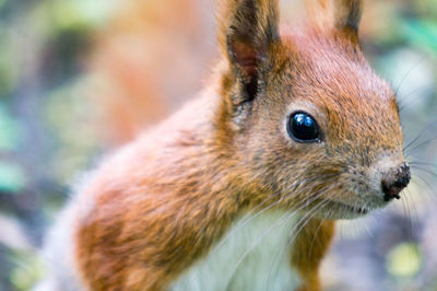 Close-up of squirrel