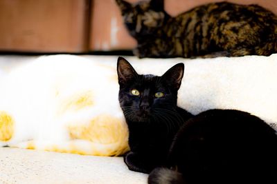 Portrait of cat relaxing at home