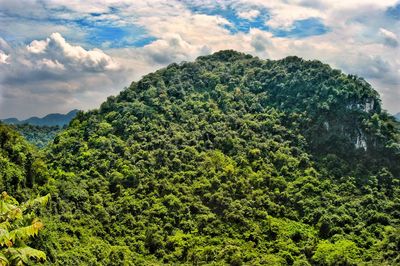 Scenic view of forest against sky