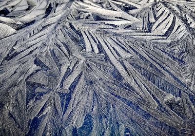 Full frame shot of frozen trees