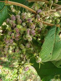 Close-up of berries growing on plant