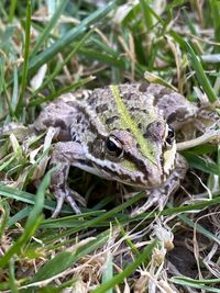 Close-up of lizard on land