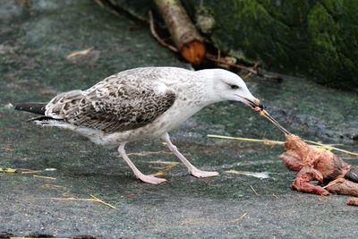 Scavenger eating. seagull found food at  copenhagen zoo.