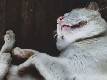 Close-up of a cat sleeping