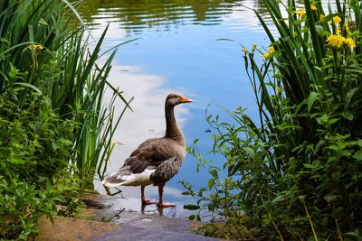 Ducks on a lake