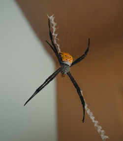 Close-up of spider on web against wall