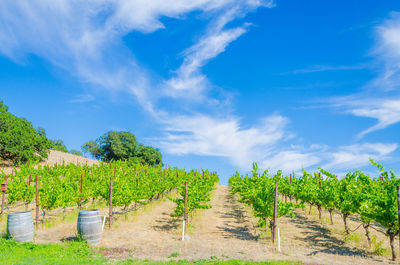 Vineyard against sky