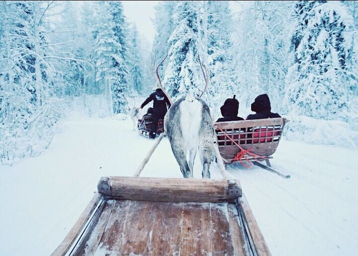 PEOPLE ON SNOW COVERED TREES