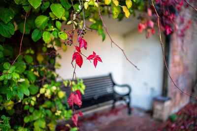 leaf