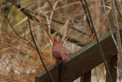 Close-up of bird perching on wood