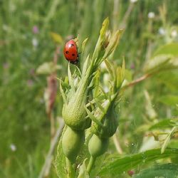 Close-up of ladybug on leaf