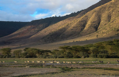 Zebras on field against mountains