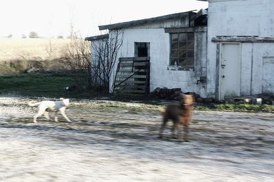 Dog walking on street against sky