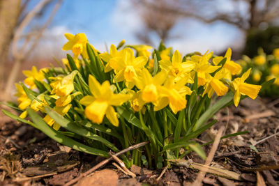 Close-up of yellow flowering plant on field